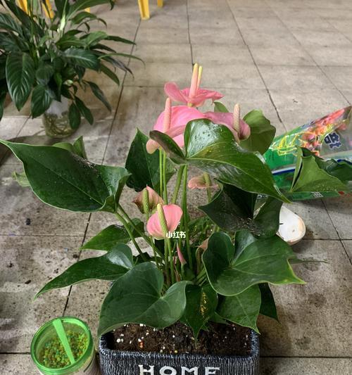 粉掌的施肥技巧有哪些？如何避免过度施肥？