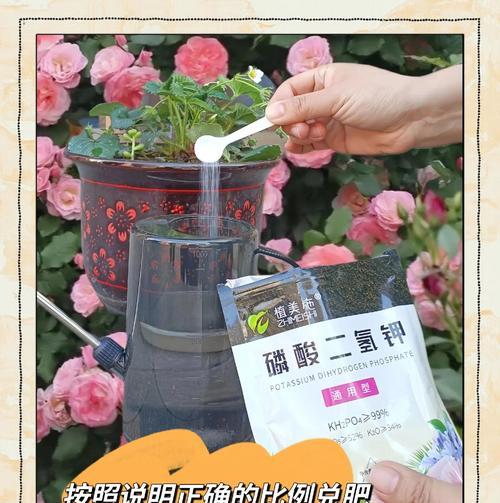 粉掌的施肥技巧有哪些？如何避免过度施肥？