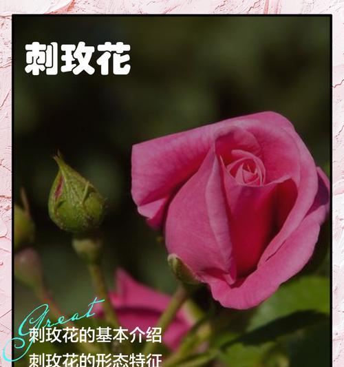 蔷薇科花卉有哪些？它们的生长习性如何？