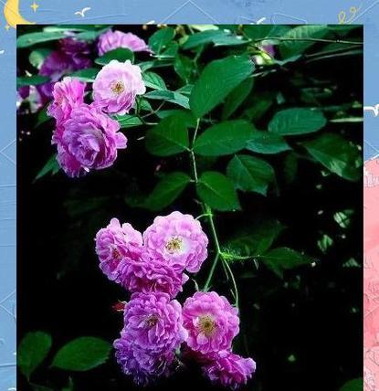 蔷薇科花卉有哪些？它们的生长习性如何？