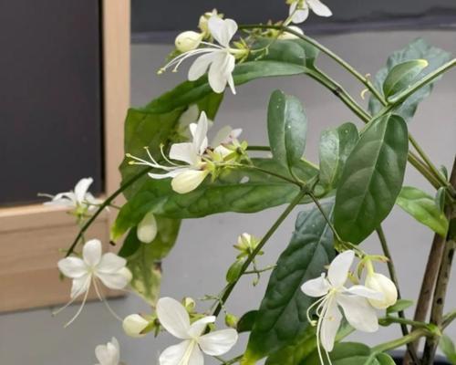 哪些垂吊植物适合室内开花？垂吊开花植物有哪些选择？
