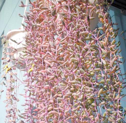 哪些垂吊植物适合室内开花？垂吊开花植物有哪些选择？