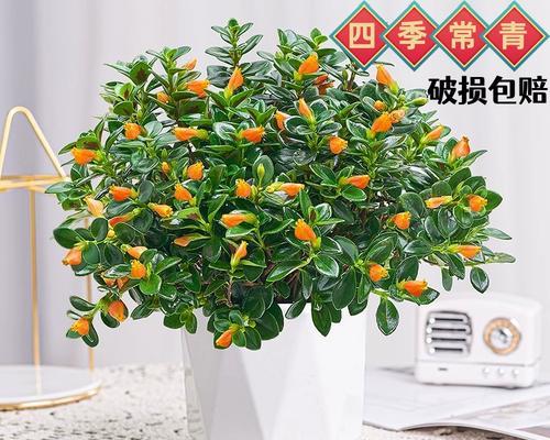 哪些垂吊植物适合室内开花？垂吊开花植物有哪些选择？