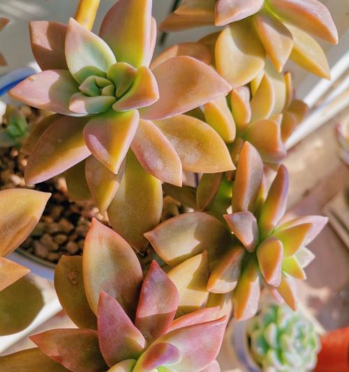 秀妍植物的养护技巧是什么？