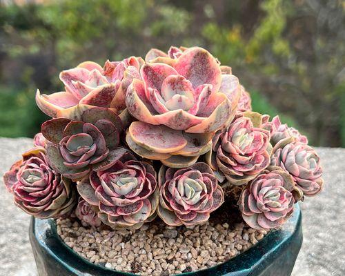 秀妍植物的养护技巧是什么？