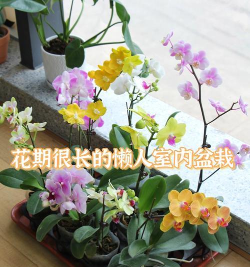 蝴蝶兰养殖过程中常见的问题有哪些？