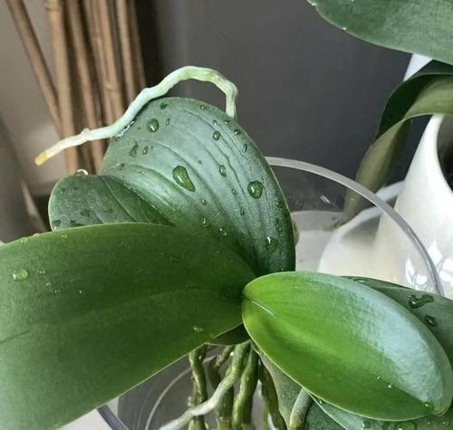 蝴蝶兰养殖过程中常见的问题有哪些？