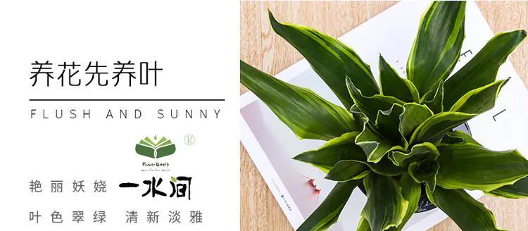 碧玉怎么修剪枝叶？修剪碧玉的最佳时间和方法是什么？