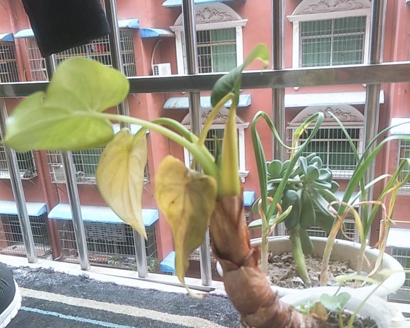 滴水观音叶片发黄的处理方法？