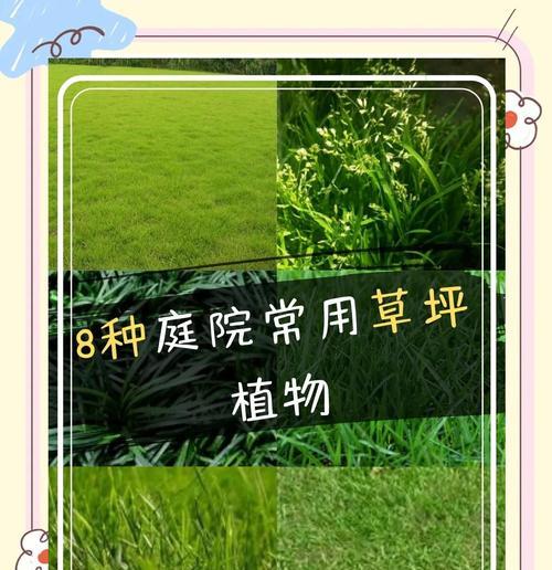 哪种草最适合铺设草坪？