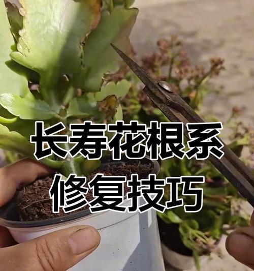 长寿花长高后如何处理？