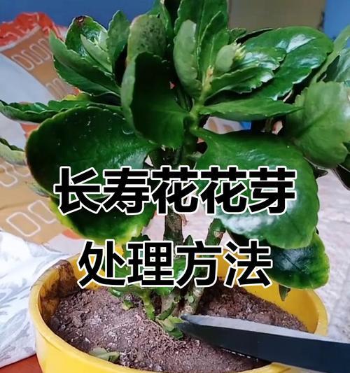 长寿花长高后如何处理？