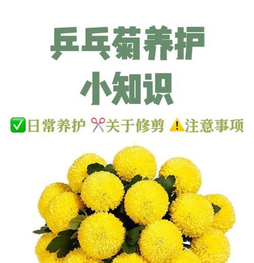 菊花繁殖的方法和注意事项是什么？