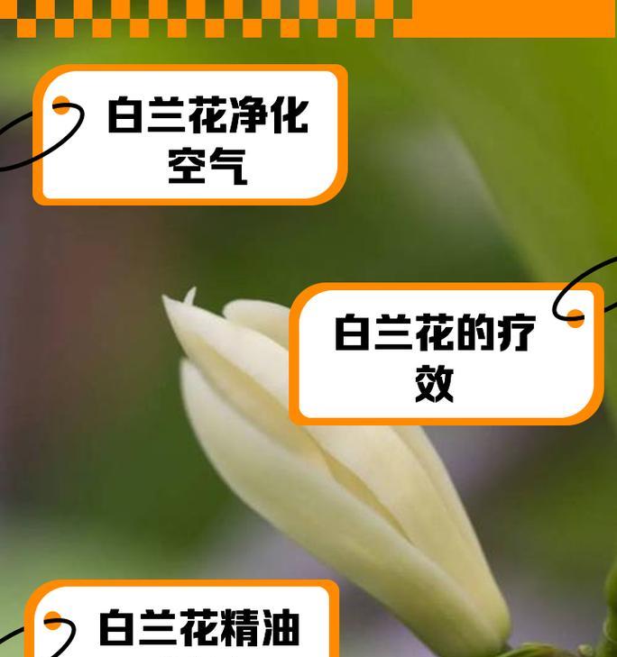 白兰树的特性及其用途是什么？