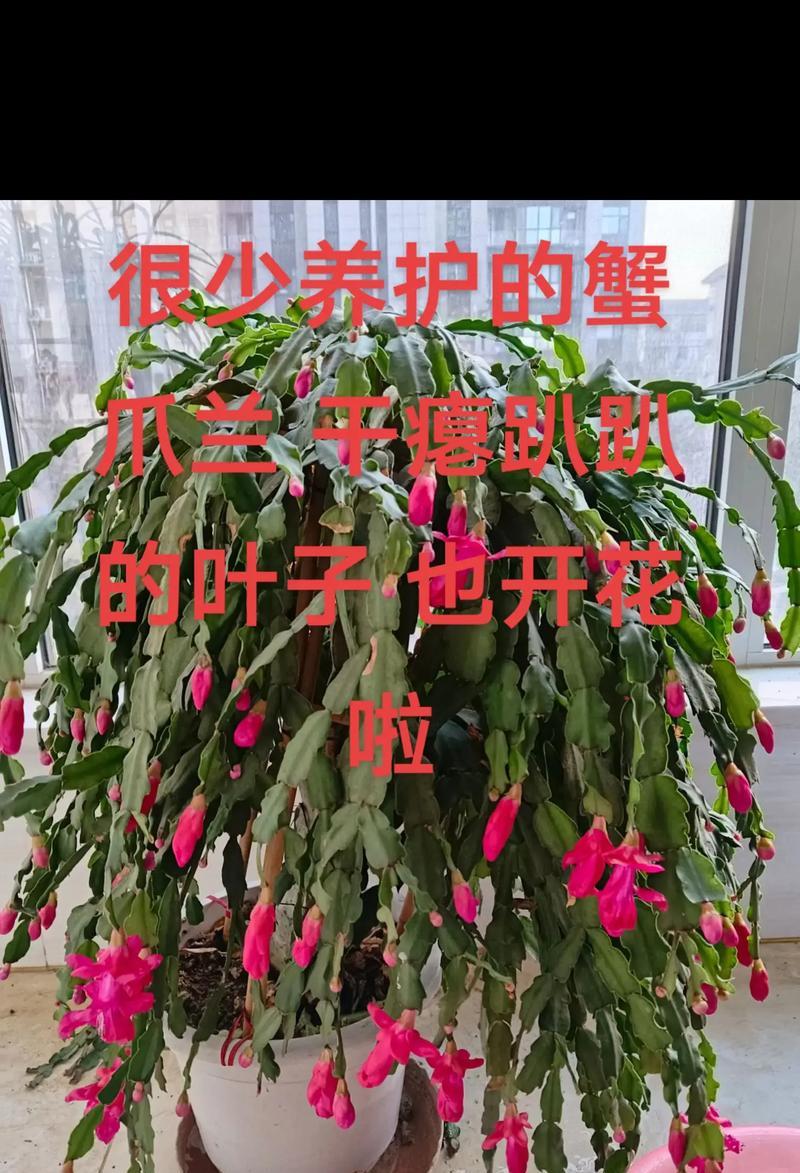 蟹爪花开花的养护技巧是什么？