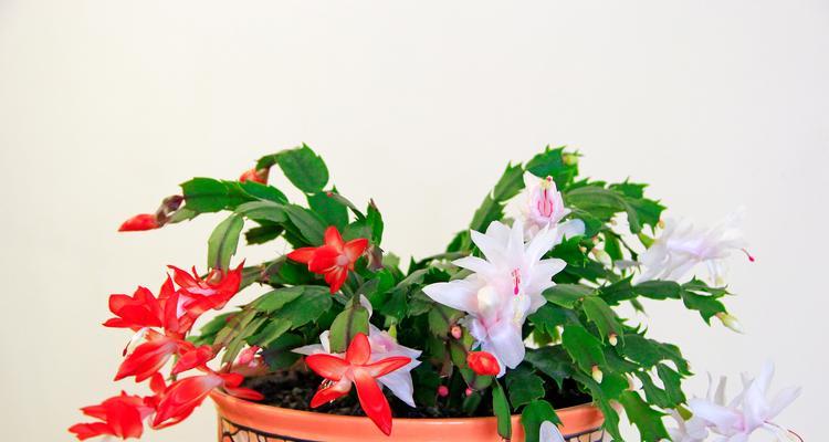蟹爪花开花的养护技巧是什么？
