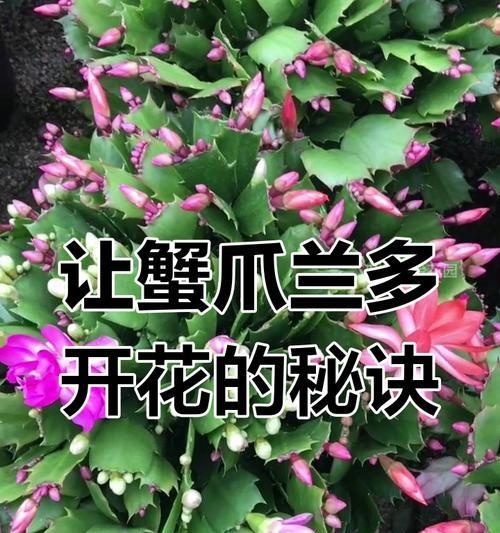 蟹爪花开花的养护技巧是什么？