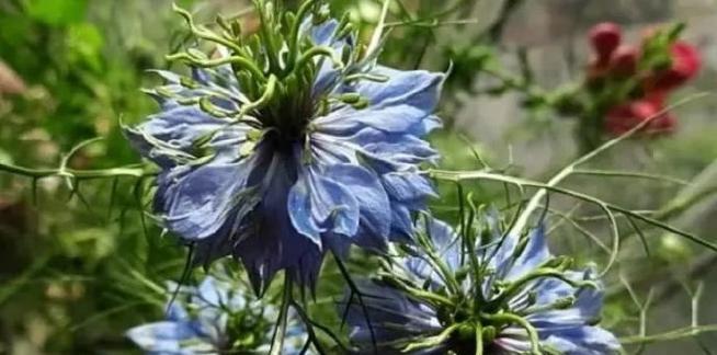 一二年生花卉有哪些种类？一二年生花卉的种植要点是什么？
