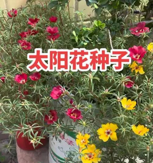 太阳花有多少品种？如何选择最佳太阳花品种？