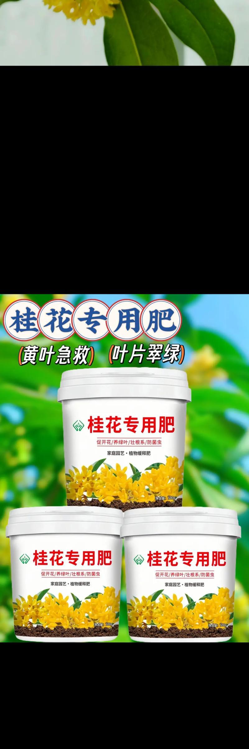 四季桂施肥的最佳时机和方法是什么？