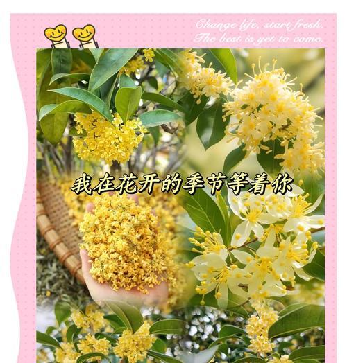 四季桂施肥的最佳时机和方法是什么？