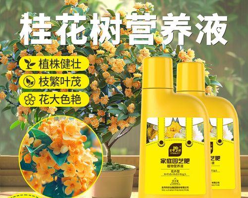 四季桂施肥的最佳时机和方法是什么？
