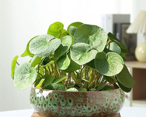 哪些花卉适合种植在深盆中？