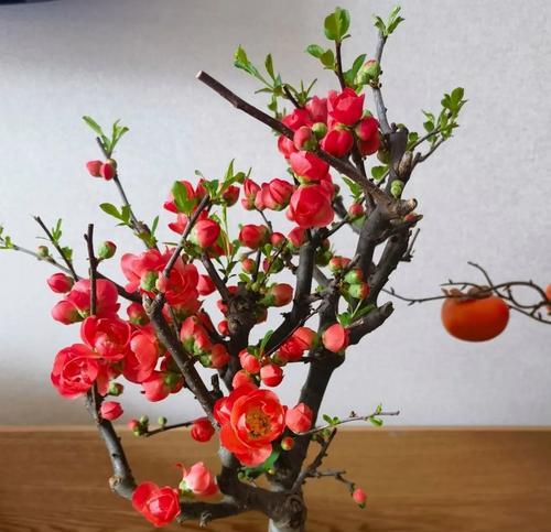 哪些花卉适合种植在深盆中？