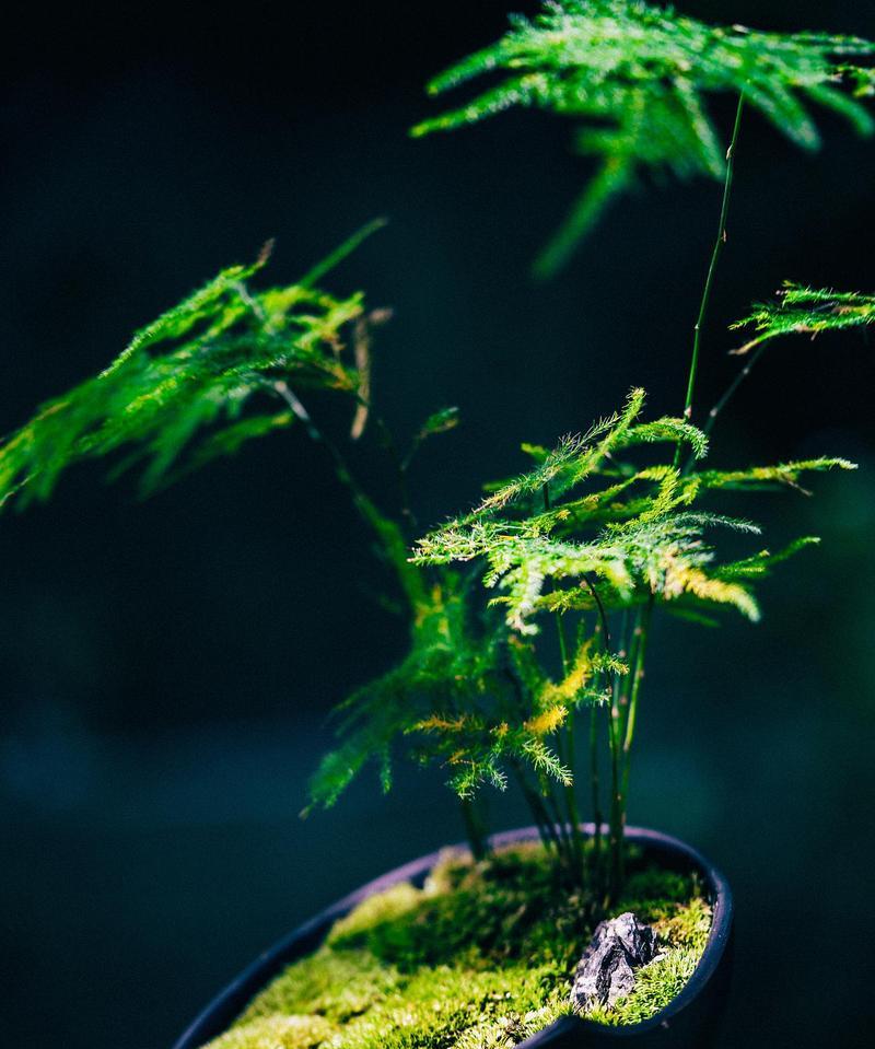 文竹品种知多少？如何挑选适合的文竹品种？