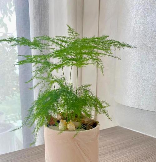 文竹品种知多少？如何挑选适合的文竹品种？