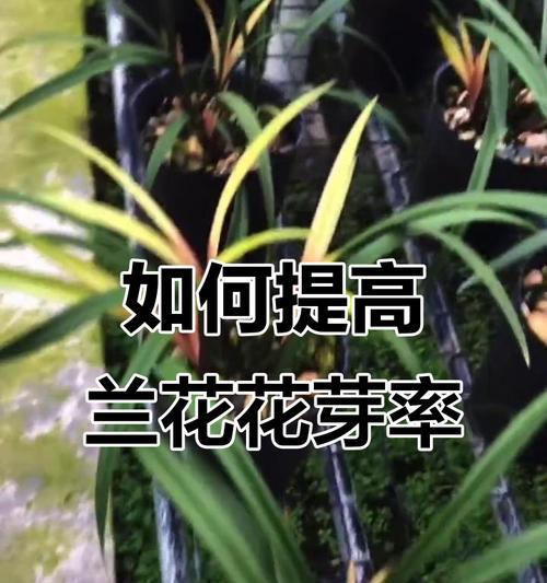 兰花在哪个季节开花？兰花的养护和繁殖技巧有哪些？