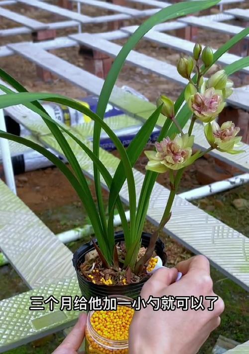 兰花在哪个季节开花？兰花的养护和繁殖技巧有哪些？