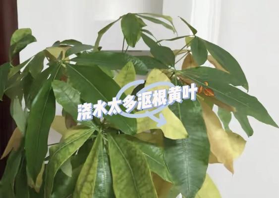 盆栽叶子发黄怎么办？如何正确处理？