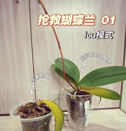 吊兰叶子发黄怎么办？常见原因及解决方法是什么？
