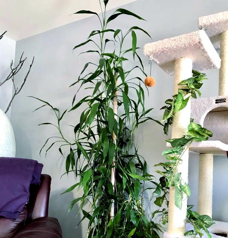 你知道哪种植物被称为竹子吗？