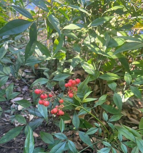 你知道哪种植物被称为竹子吗？