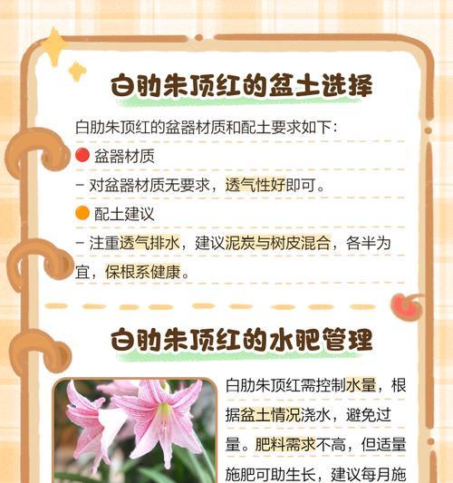 白色朱顶红有哪些品种？白色朱顶红品种选择有哪些要点？