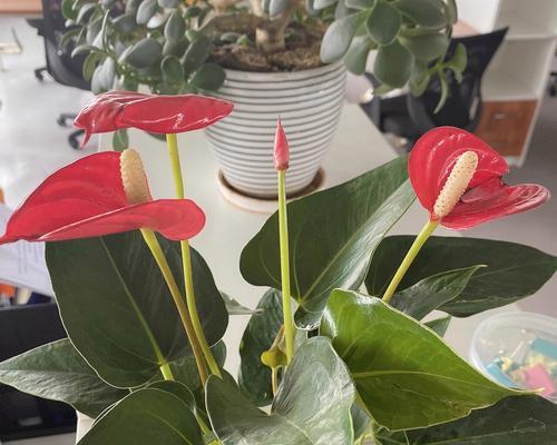 红掌花朵生长的条件和过程是什么？