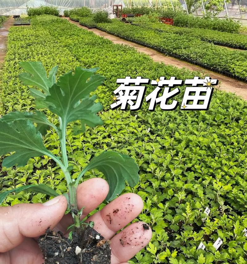 菊花种植方法有哪些？如何确保成活率高？