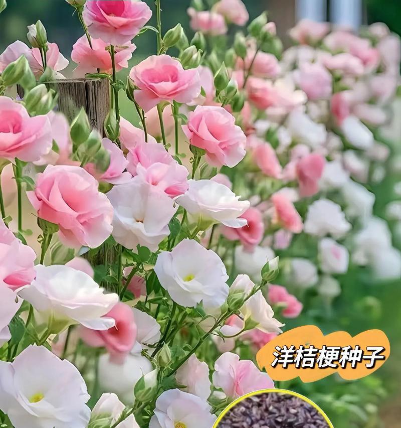 洋桔梗什么时候种？如何进行洋桔梗的种植和管理？