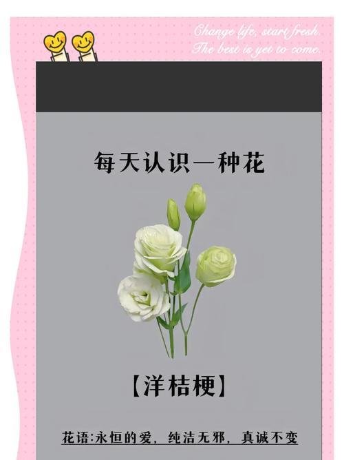 洋桔梗什么时候种？如何进行洋桔梗的种植和管理？