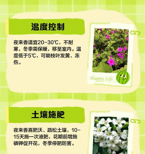 夜来香的养殖方法是什么？