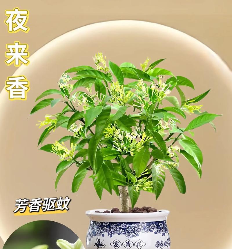 夜来香的养殖方法是什么？