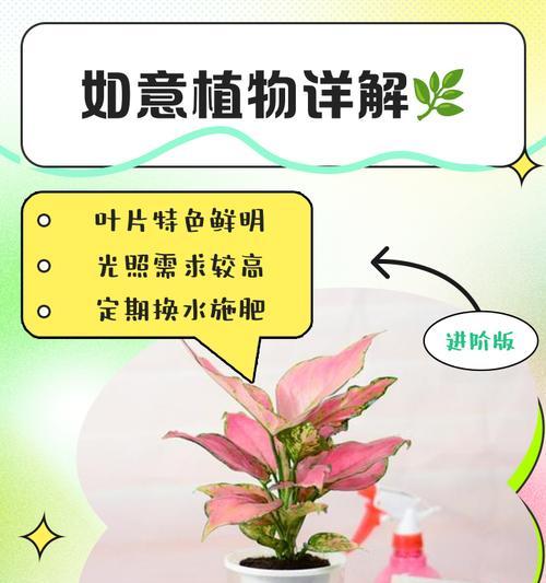 水培如意的养殖方法有哪些？