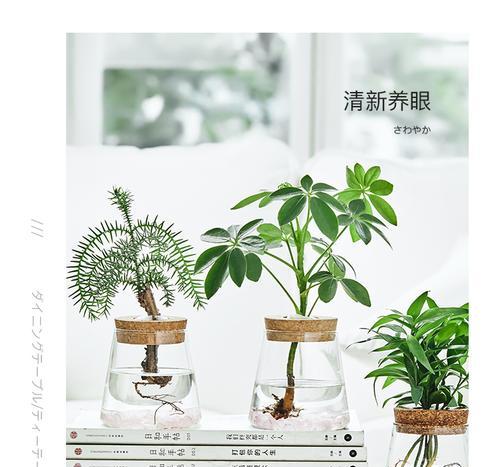 水培如意的养殖方法有哪些？