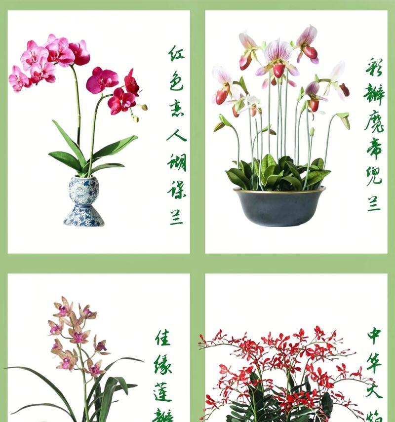 我国有哪些名花？它们的文化意义是什么？