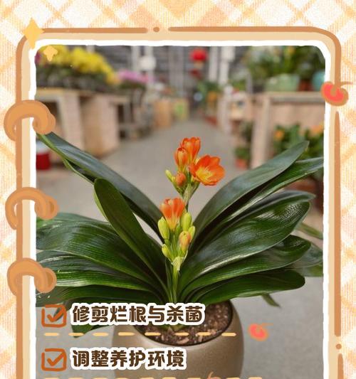 君子兰叶尖烂了如何处理？解决步骤是什么？