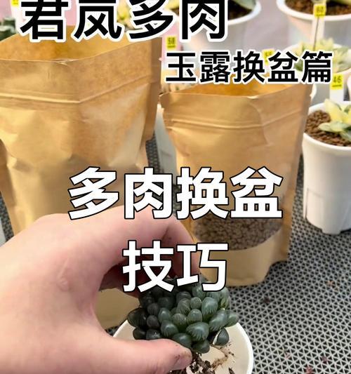 绯花玉上盆的正确步骤和技巧是什么？