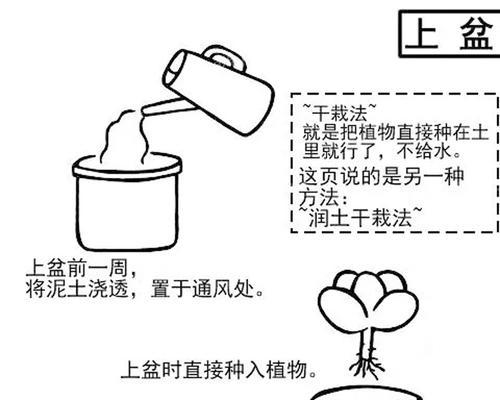 绯花玉上盆的正确步骤和技巧是什么？