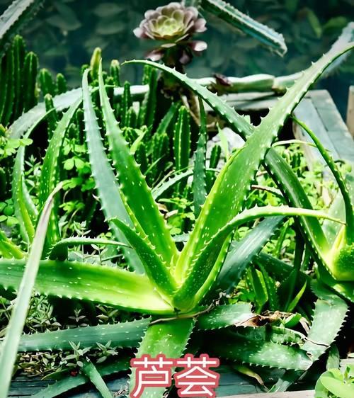 芦荟养殖方法及常见问题解答？